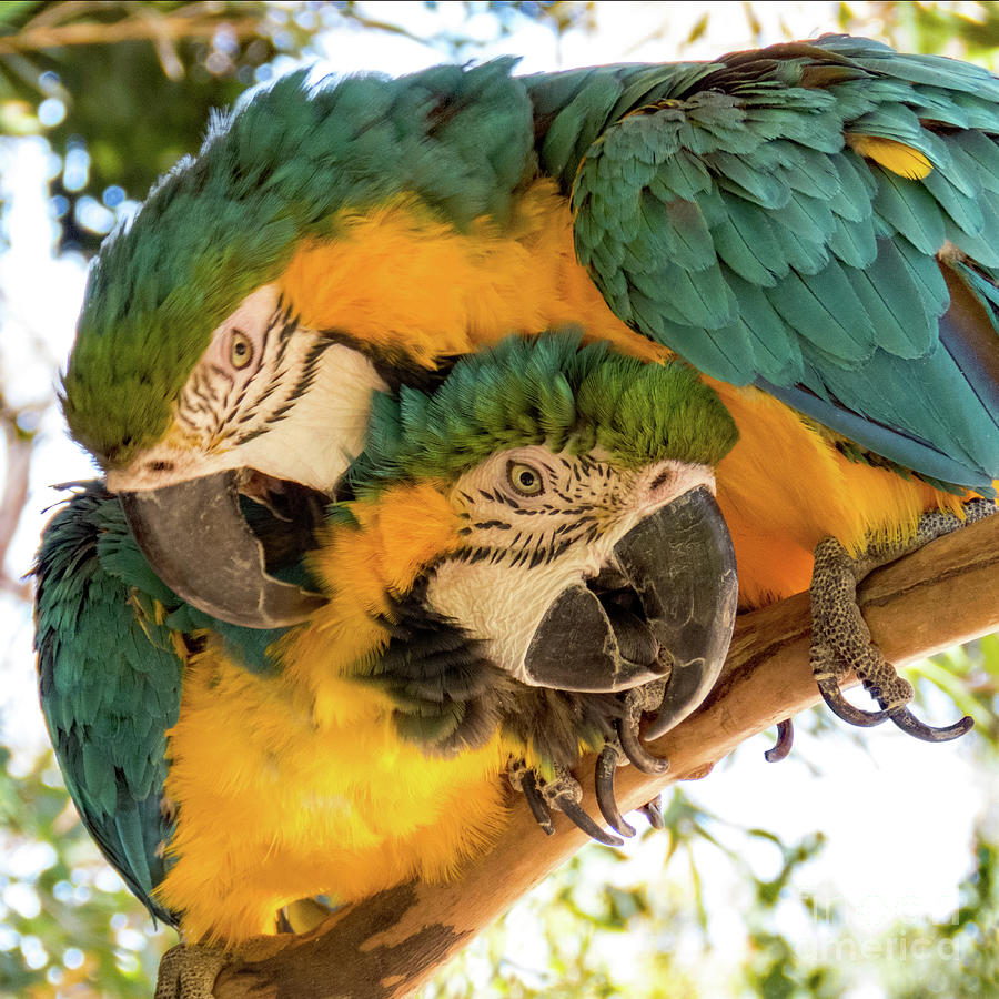 Macaws in Love Photograph by Cheryl Del Toro