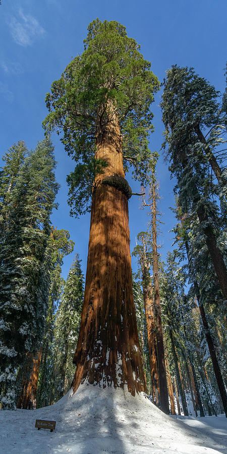 McKinley Tree Photograph by Brett Harvey