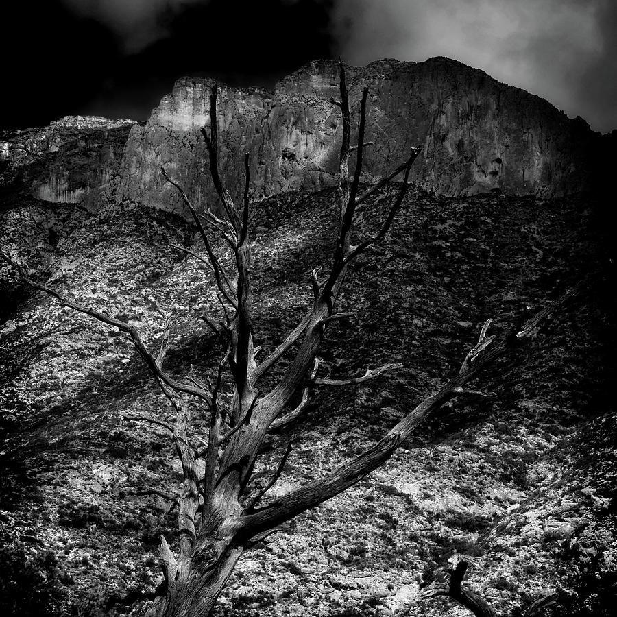 McKittrick Canyon Tree Photograph by George Taylor