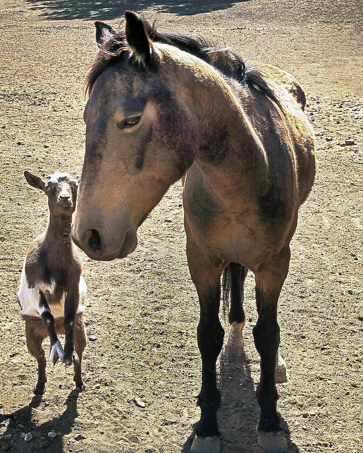 Goat Photograph - Me And My Best Buddy by Don Schimmel