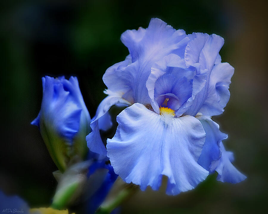 Iris Photograph - Me and My Bud by Marilyn DeBlock