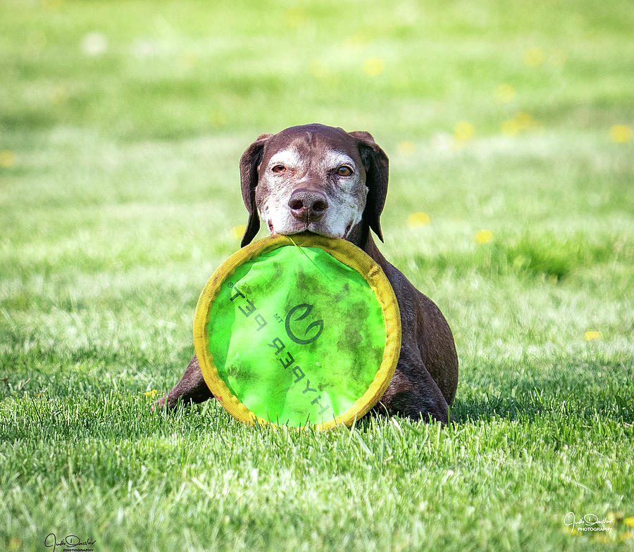 Me and my frisbee Photograph by Judi Dressler