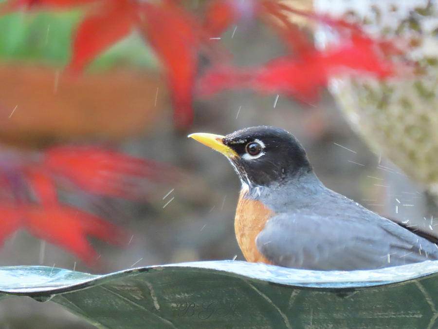 Me Time - Robin in the Bird Bath - Nature - Images from the Garden Photograph by Brooks Garten Hauschild