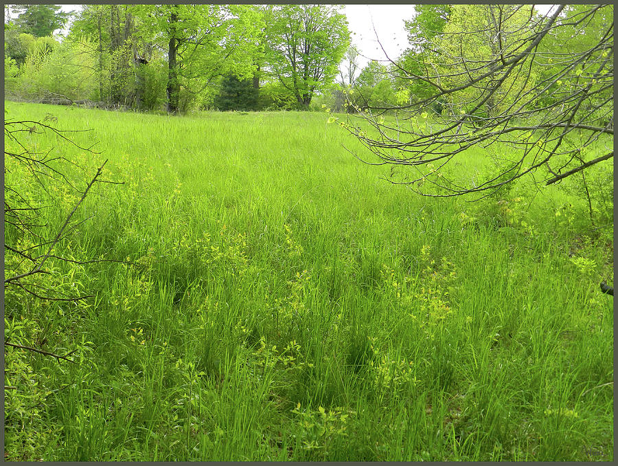 Meadow and Trees in Early May, Saratoga County Photograph by Lise Winne