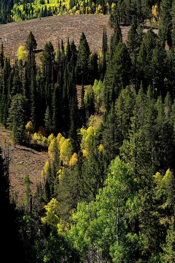 Meadow Aspens Pines Photograph by Jerry Sodorff