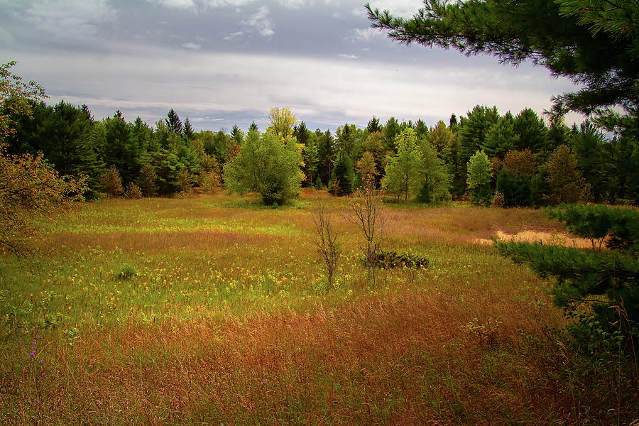 Meadow at Heins Creek Preserve Photograph by Chuck De La Rosa