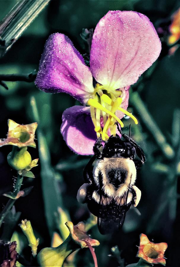 Meadow Bee-auty Photograph by Gena Herro