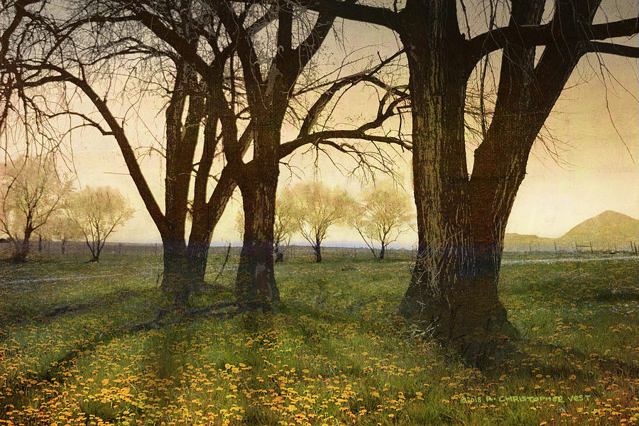 Landscape Photograph - Meadow Dandelions Trees by Christopher Vest