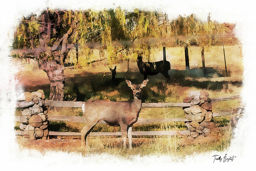 Meadow Deer w/ Dream Vignette Border Photograph by Tammy Bryant