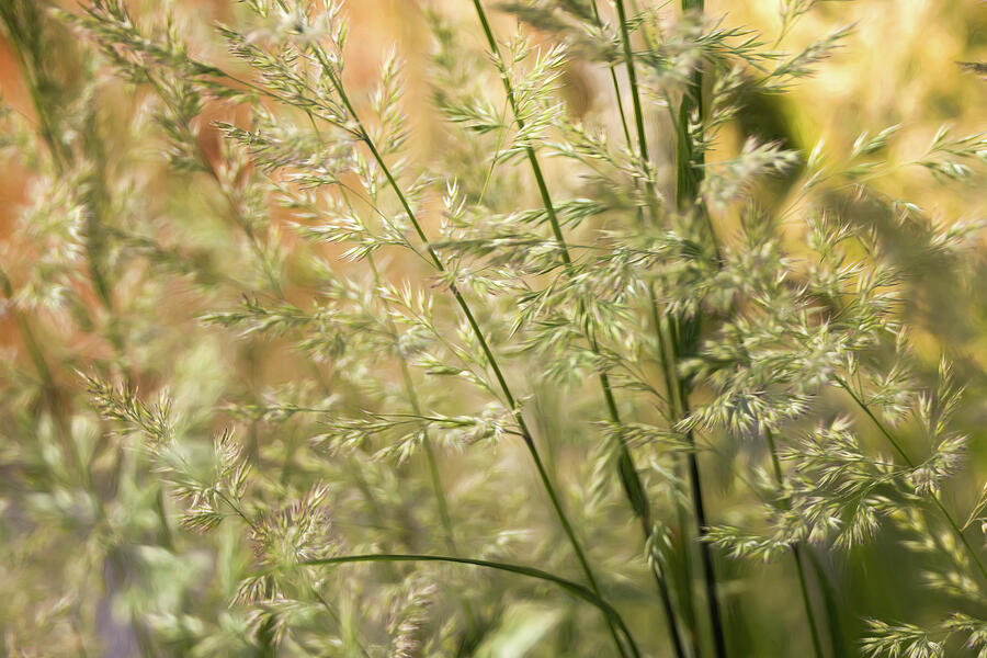 Meadow Feathers Photograph by Dodie Ross Meadow Feathers Photograph by Dodie Ross