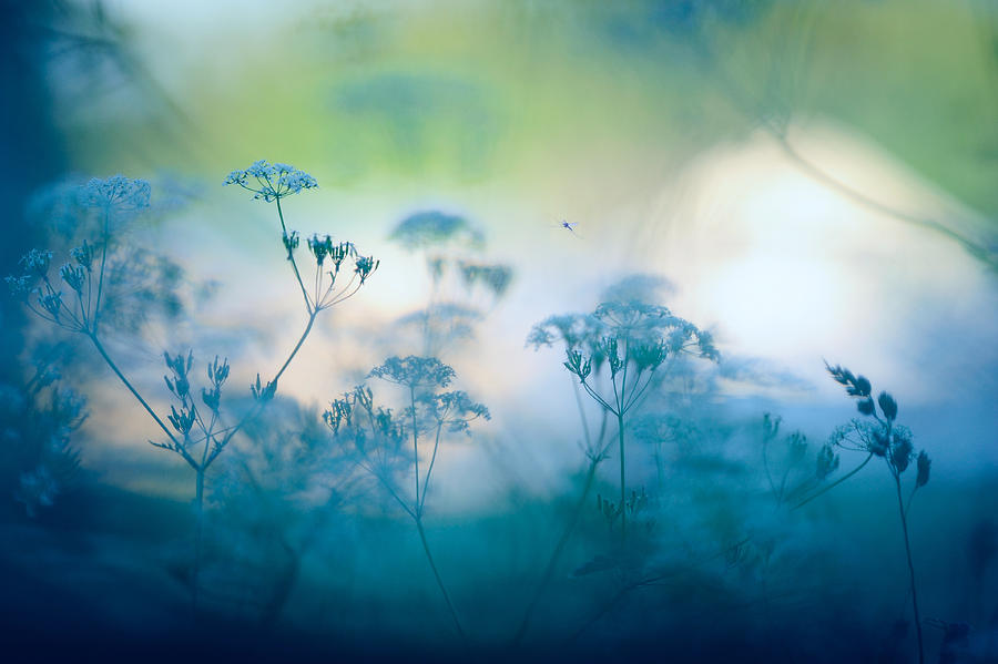 Meadow flowers Photograph by Eerik