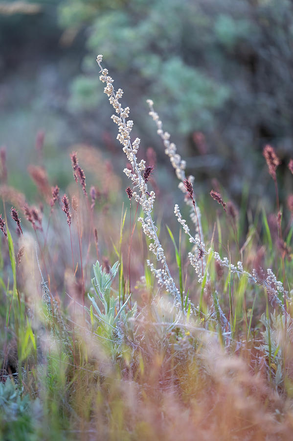 Meadow Flowers Photograph by John Wilbur Meadow Flowers Photograph by John Wilbur