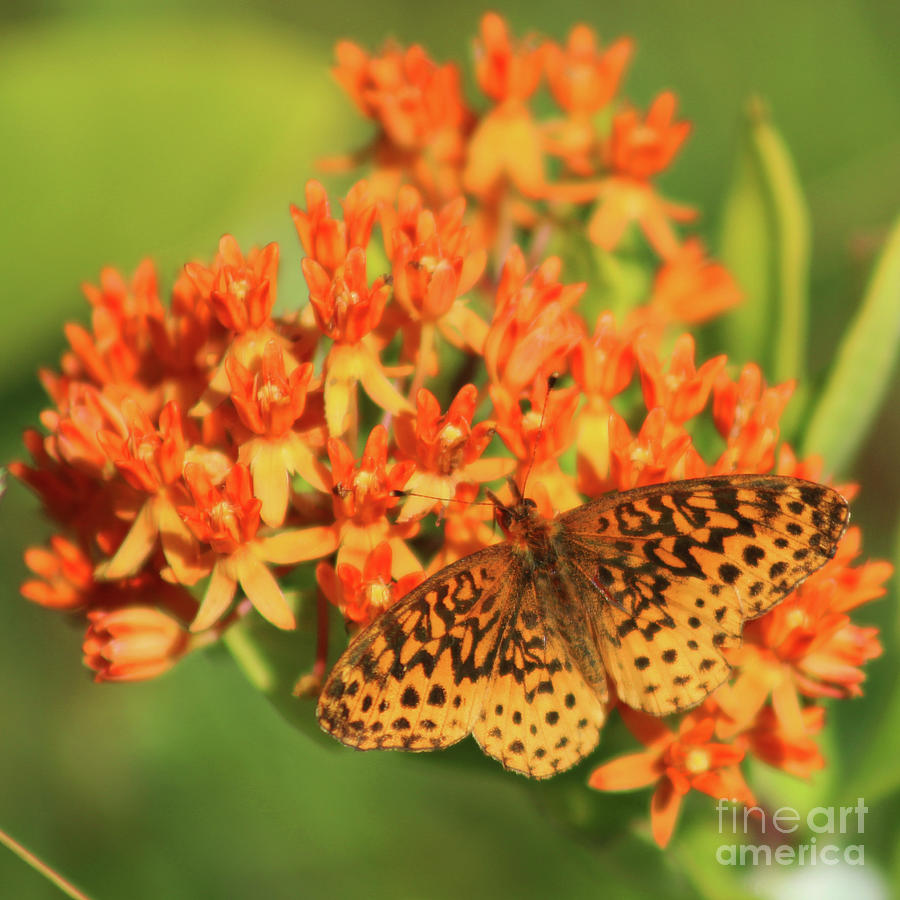 Butterfly Photograph - Meadow Fritillary on a Butterfly Weed in Big Meadows Shenandoah National Park by Maili Page