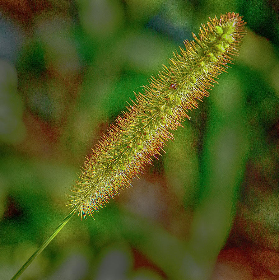Meadow Grass Photograph by Bill Barber
