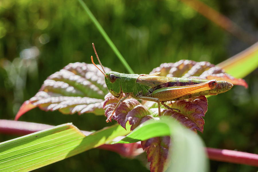 Meadow grasshopper female Photograph by Jouko Lehto