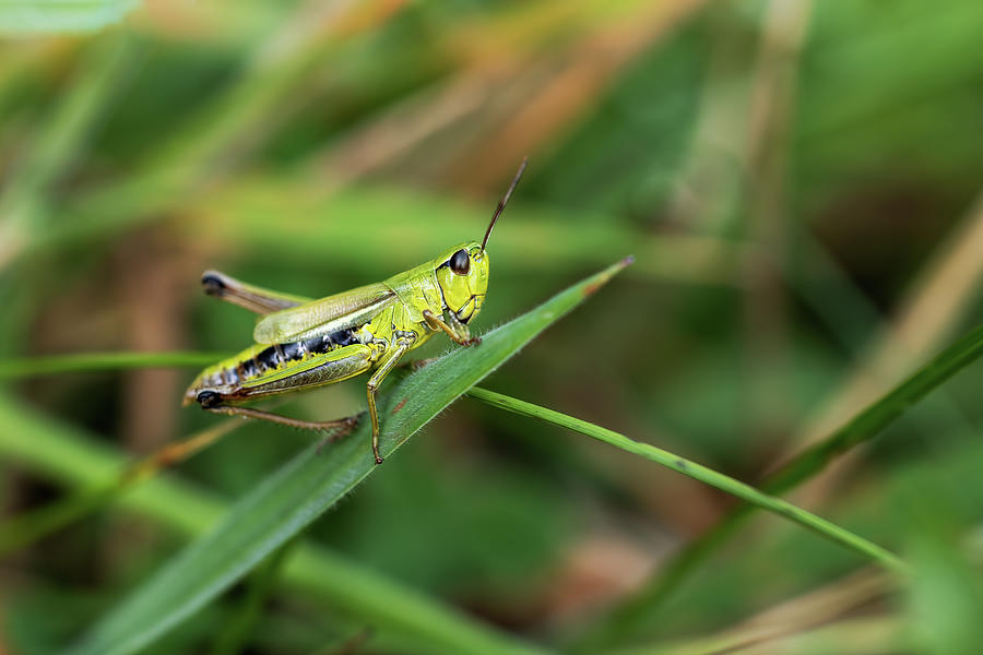 Meadow grasshopper is posing on a blade of grass Photograph by Jaroslav ...