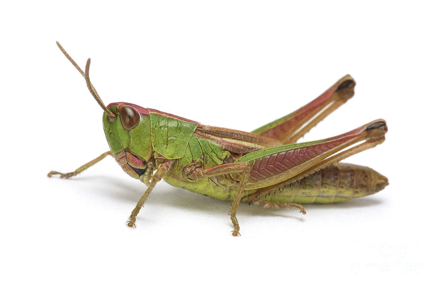 Meadow Grasshopper Photograph by Warren Photographic