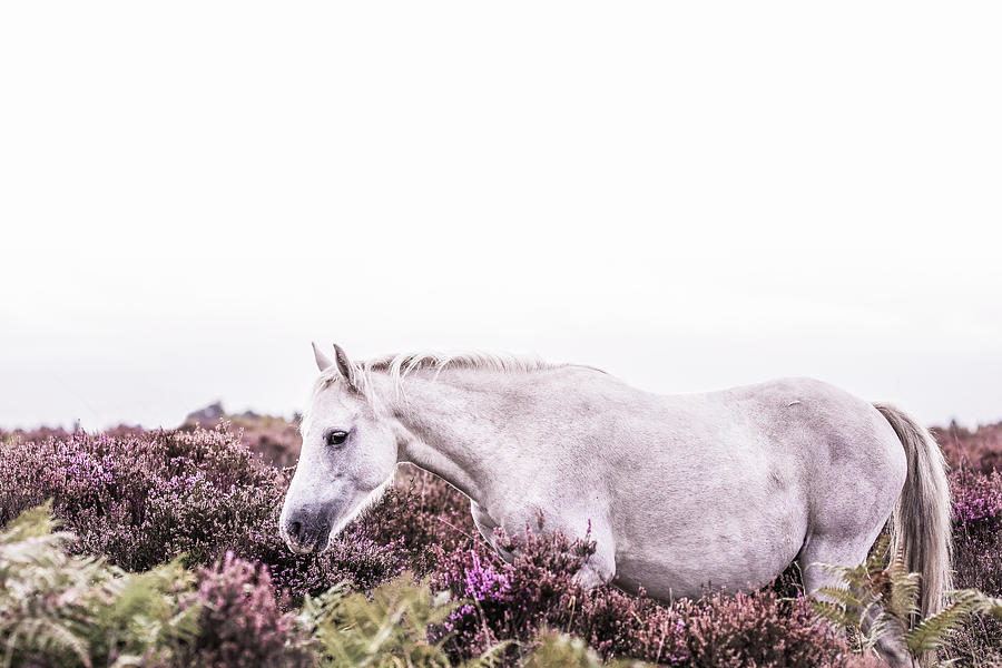 Meadow - Horse Art Photograph by Lisa Saint