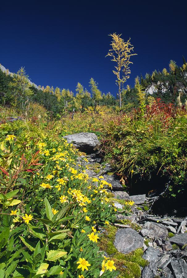 Meadow in Fall, Floe Lake, Kootenay National Park, British Columbia, Canada Photograph by Design Pics/Bilderbuch