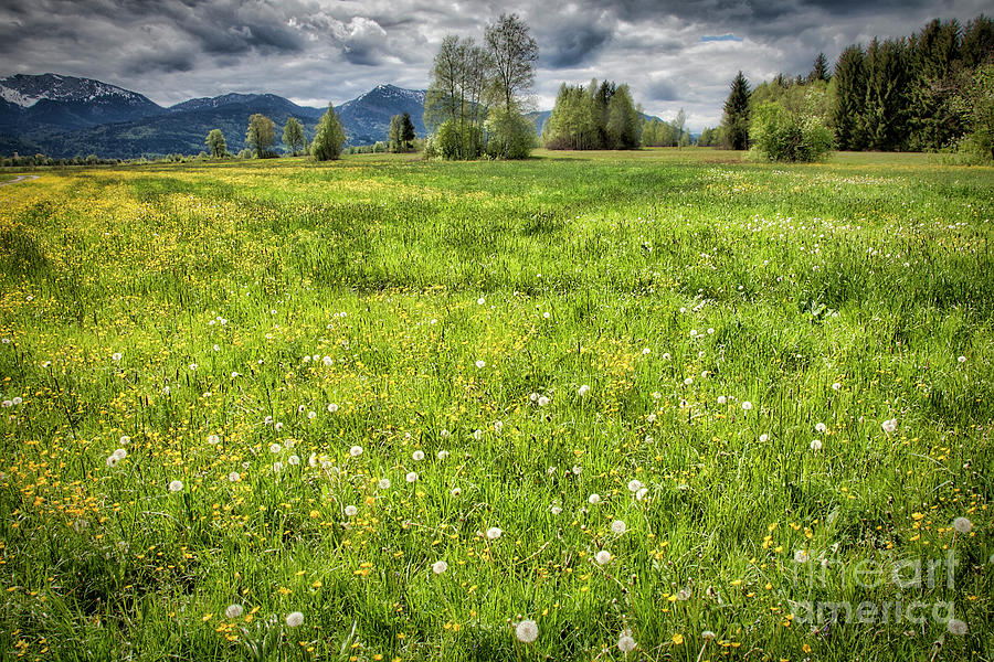 Meadow Land Photograph by Edmund Nagele FRPS