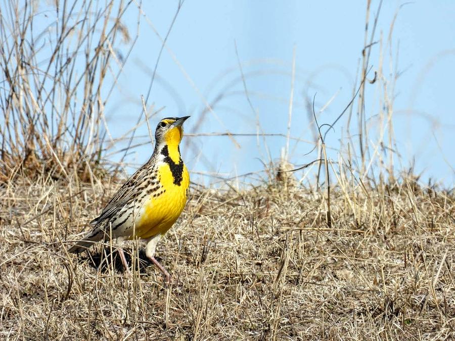 Meadow Lark in the Grass Photograph by Amanda R Wright