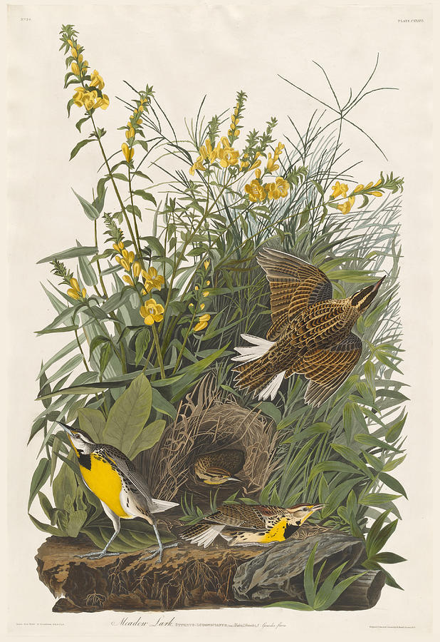 Meadow Lark Drawing by Robert Havell