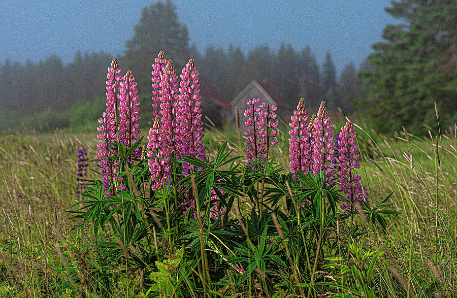 Meadow Lupines Photograph by Marty Saccone