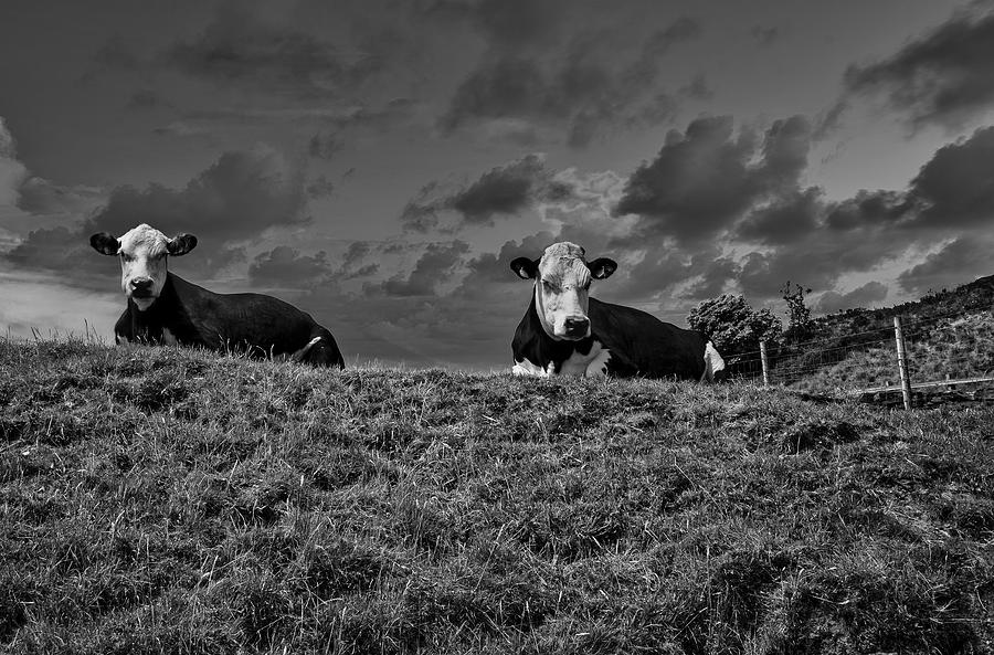 Cow Photograph - Meadow Mates by Ian Livesey