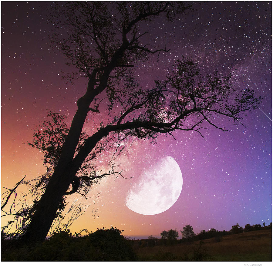 Meadow Moonrise, Tree Silhouette Digital Art by A Macarthur Gurmankin