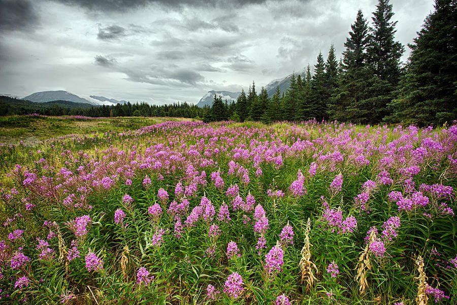 Meadow of blooming fireweeds (Chamerion angustifolium), Alaska, USA Photograph by Daniel Chui