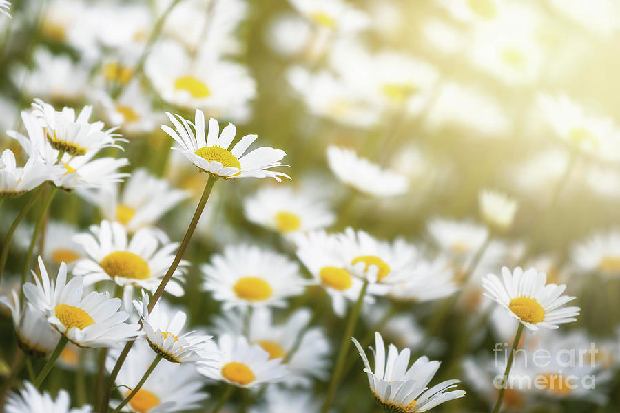 Meadow of daisies Photograph by Jane Rix