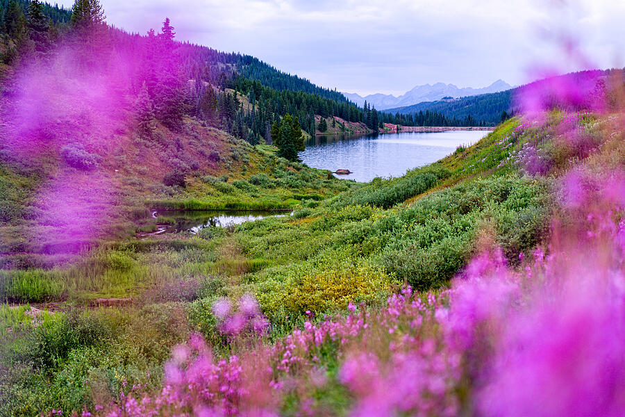 Meadow of Fireweed with Views of Gore Range Mountains Vail Photograph by Adventure_Photo