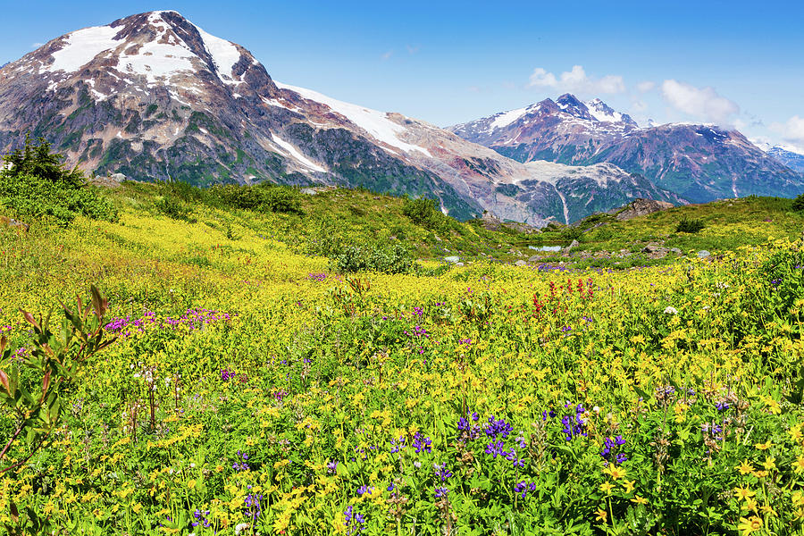 Meadow of Flowers in Alaska Photograph by Terri Morris