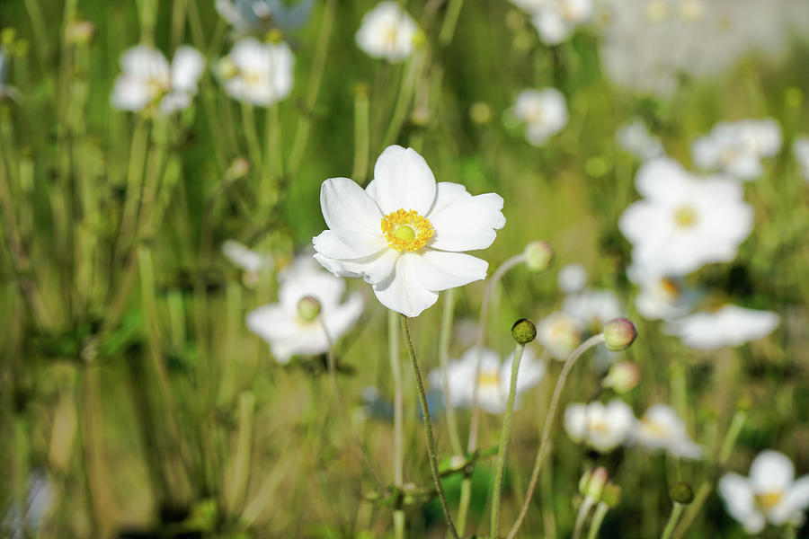 Meadow of Japanese Anemone  Photograph by Amy Sorvillo
