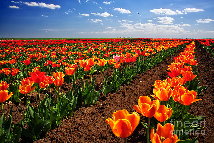 Meadow of tulips Photograph by Boon Mee