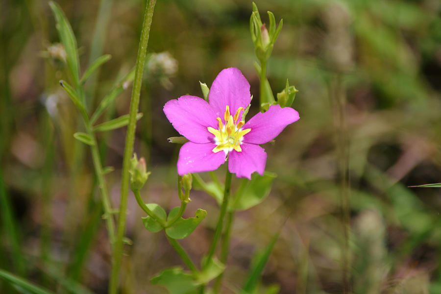 Meadow Pink Wild Flower In Bloom Photograph