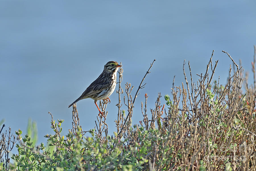 Meadow pipit Photograph by Amazing Action Photo Video
