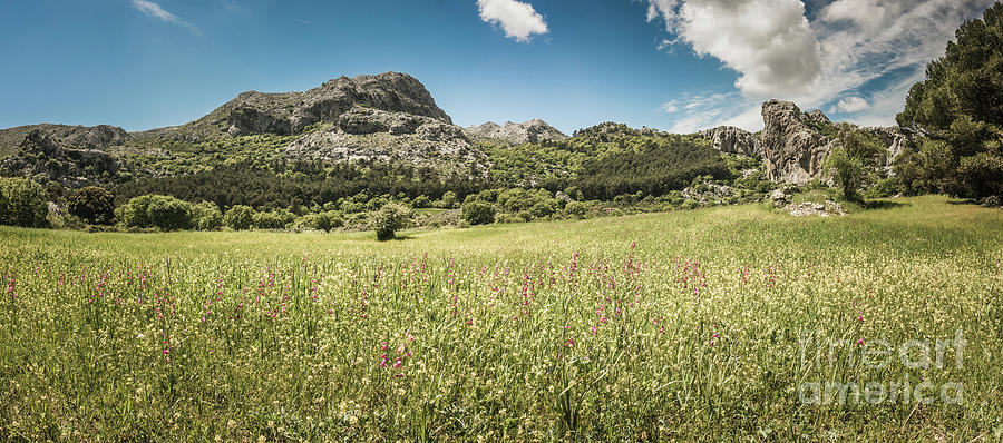 Meadow spring field with mountains, Spain Photograph by Perry Van Munster
