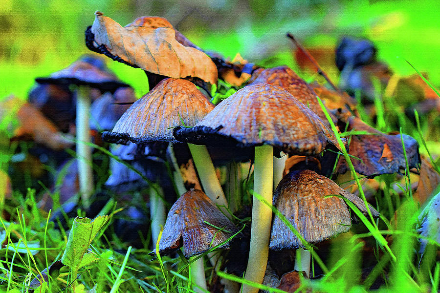 Meadow Toadstools Photograph