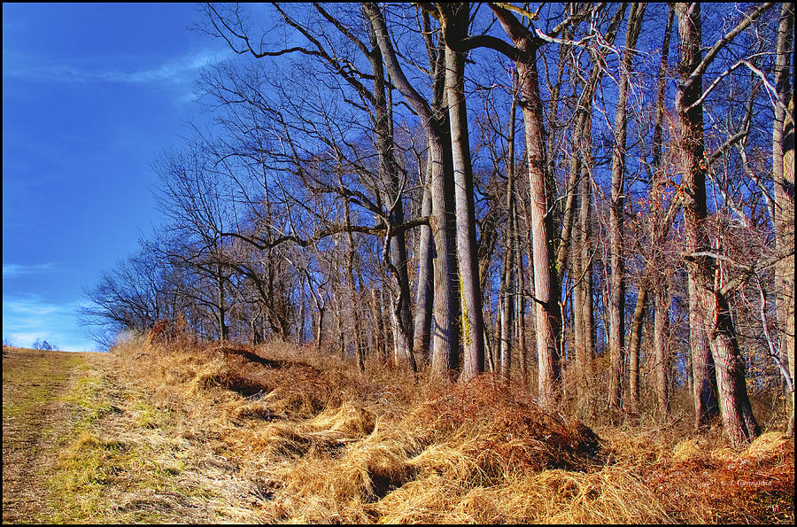Meadow Trail at a Forest Edge Photograph by A Macarthur Gurmankin