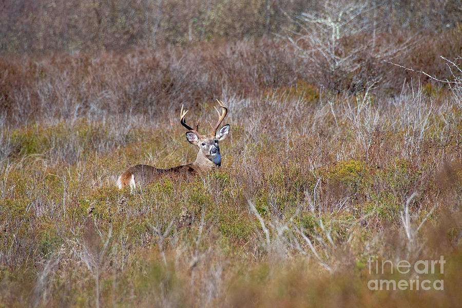 Deer Photograph - Meadow Whitetail Deer by Timothy Flanigan