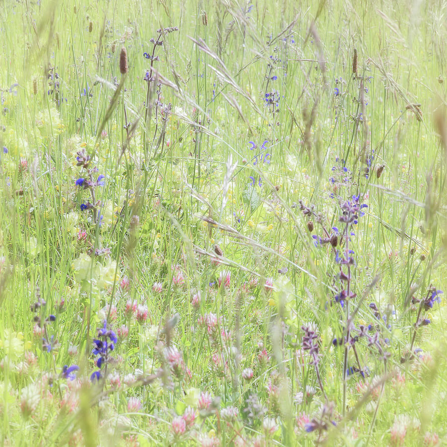 Meadow Wildflowers Photograph by Jean Gill