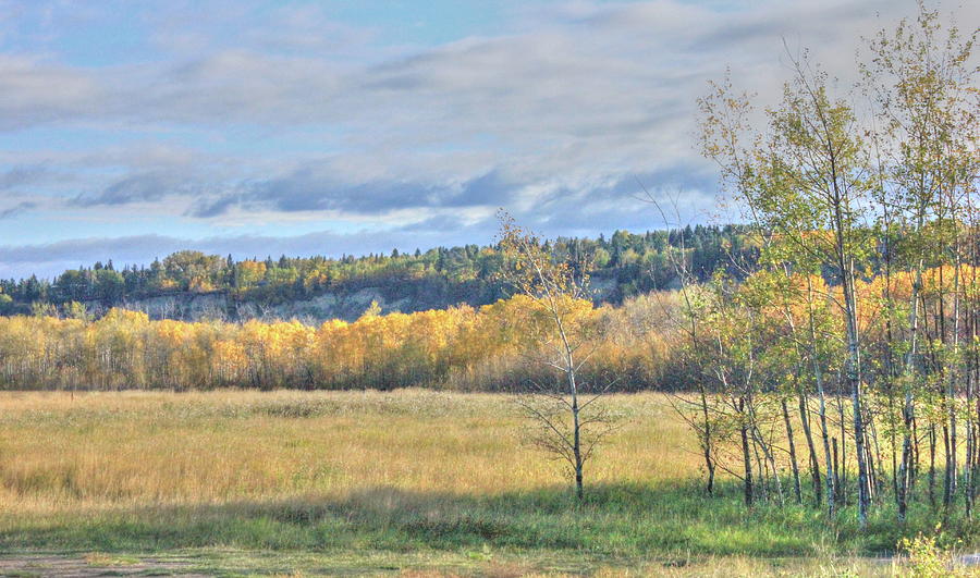 Meadow With Aspens Photograph