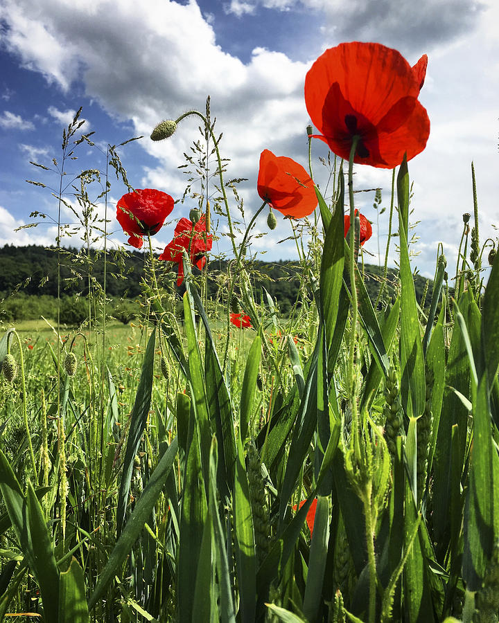 Meadow with poppies Photograph by Larissa Veronesi