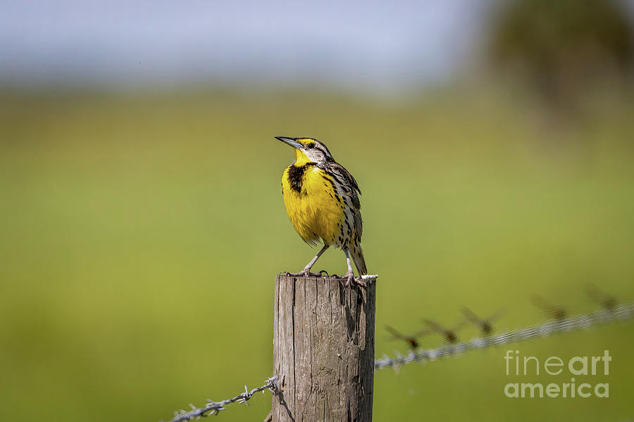 Meadowlark and Dragonfly Photograph by Tom Claud