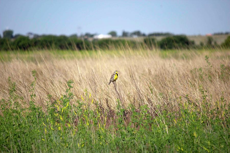 Meadowlark Photograph - Meadowlark by Bobbie Roshone