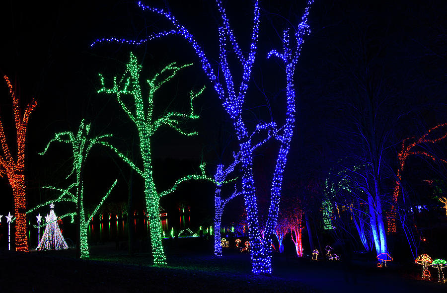 Meadowlark Botanical Gardens during the Winter Walk of Lights Photograph by Brendan Reals