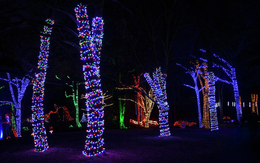 Meadowlark Botanical Gardens - Winter Walk of Lights - Vienna VA Photograph by Brendan Reals