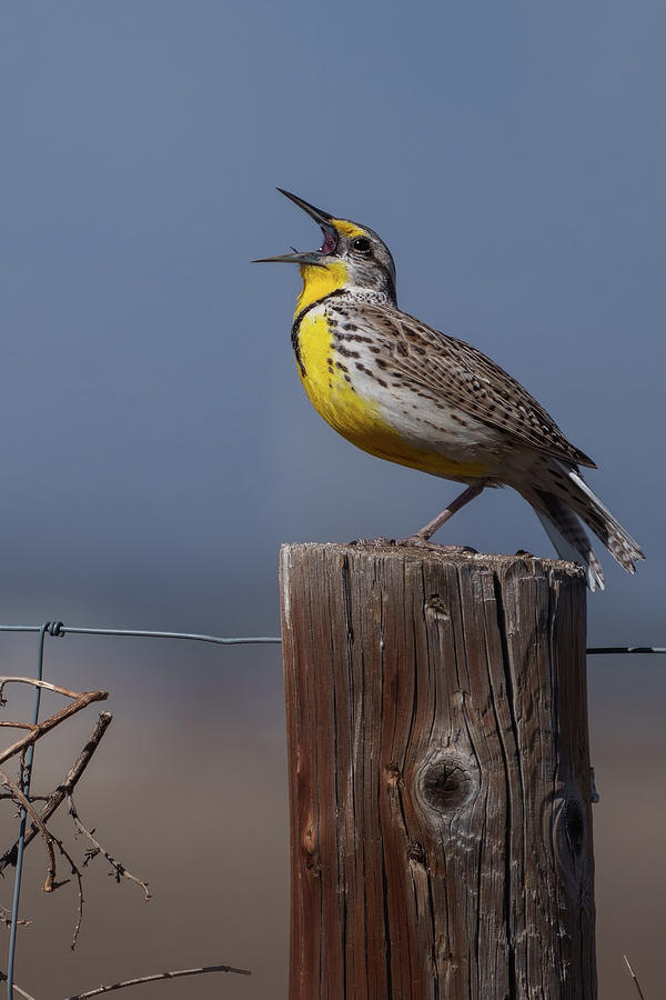 Bird Digital Art - Meadowlark Calling by Bob Coorsen