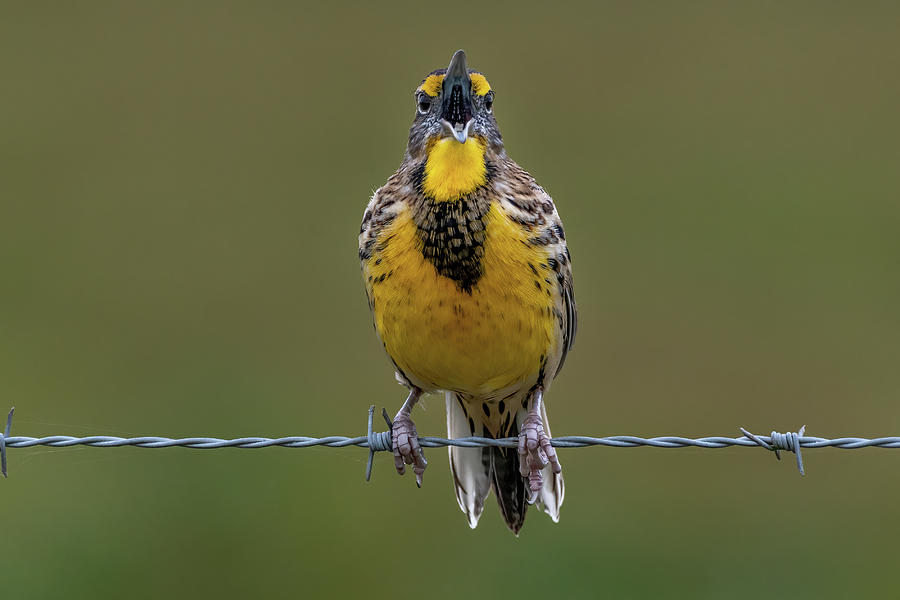 Meadowlark Calling Photograph by Bradford Martin
